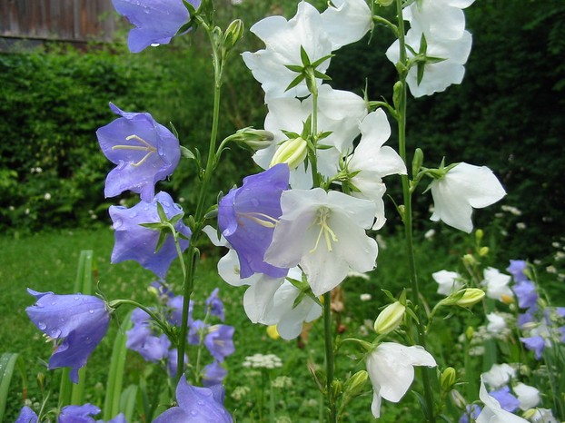 peach-leaved bellflower (Campanula persicifolia): also known as willow bellflower