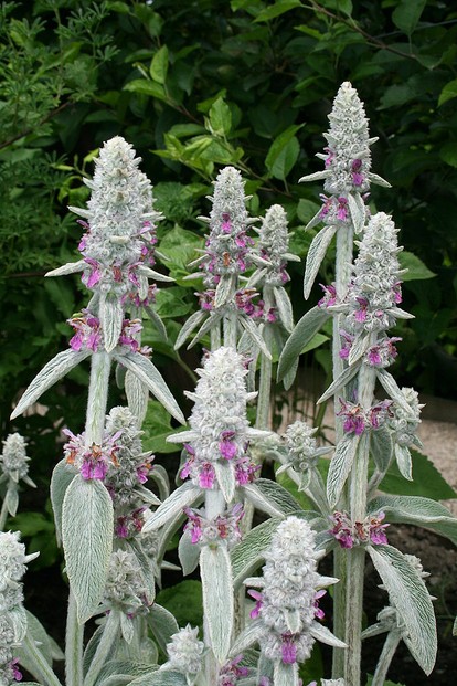 Stachys lanata and Stachys olympica are scientific synonyms for this drought-tolerant plant.