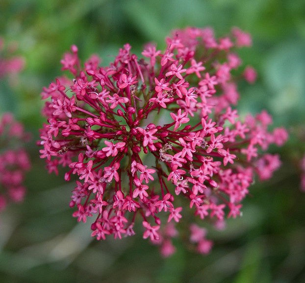 A picturesque common name for Centranthus ruber is scarlet lightning.