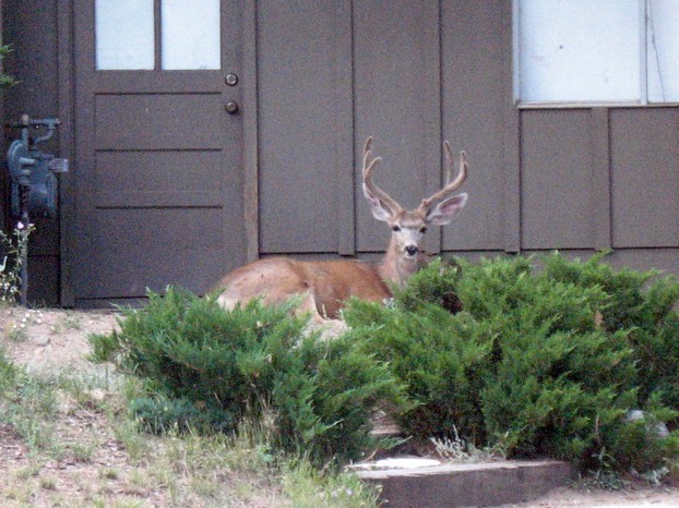 "Deer hanging out by neighbor's garage"