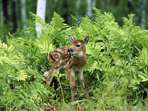 Fawns await, in hiding places chosen by does, their mothers' return from food forays.