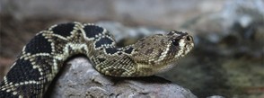 Diamondback snake