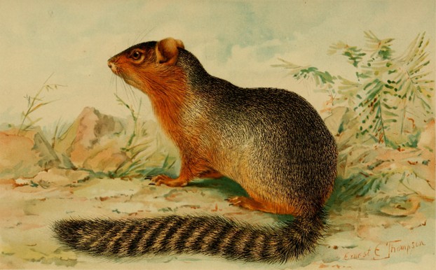 A.H. Howell, Revision of the North American Ground Squirrels (1938), Plate 9, opp. p. 28