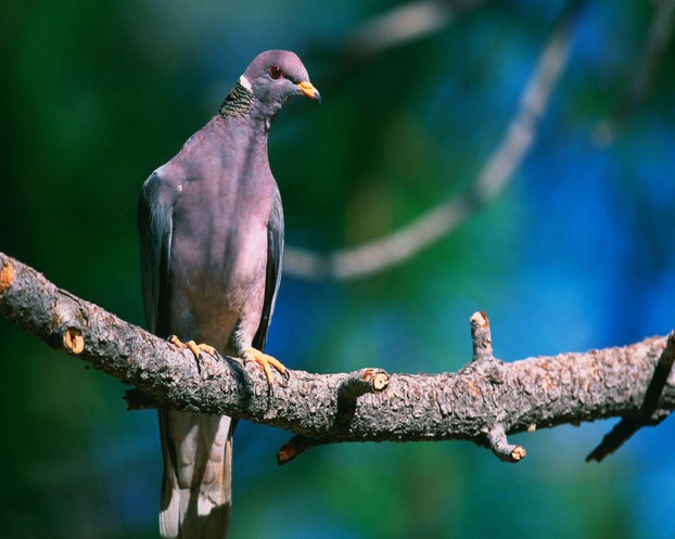 band-tailed pigeon (Patagioenas fasciata) in Arizona