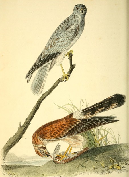 illustrations by John James Audubon (April 26, 1785-January 27, 1851); The Birds of America, Vol. I (1840), opp. p. 105