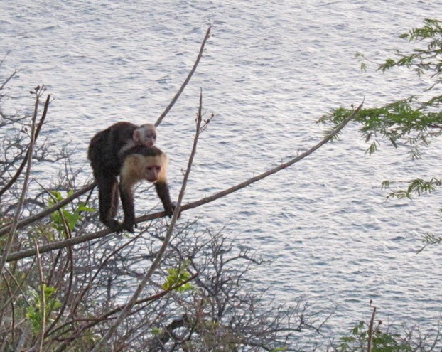Christmas eve visit, Costa Rica: "monkey on your back"