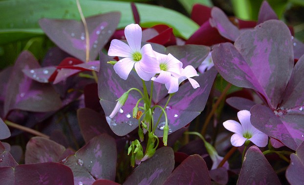 Flowers in a purple shamrock plant