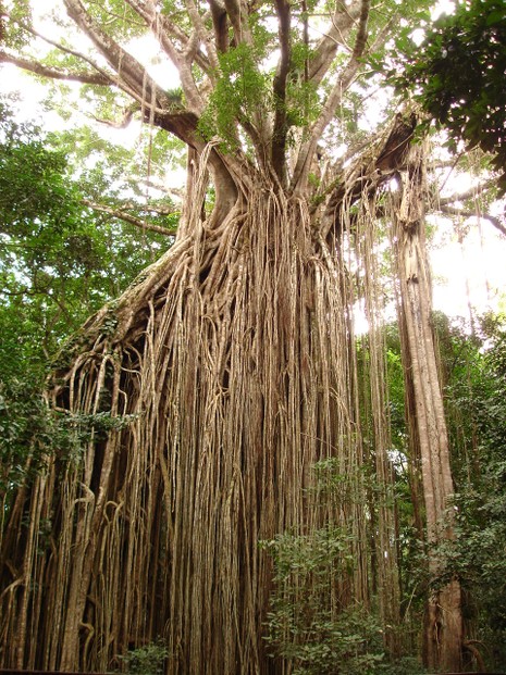 heritage-listed Curtain Fig Tree (Ficus virens); Tablelands Region, Far North Queensland