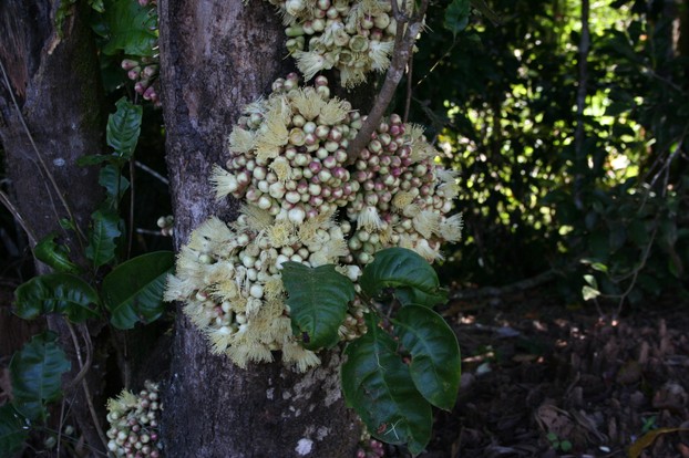 Syzygium cormiflorum, Lake Eacham, Atherton Tableland - buds and flowers on trunk