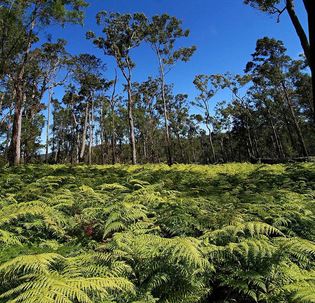 "Bracken fern in open woodland on the Herberton Range."