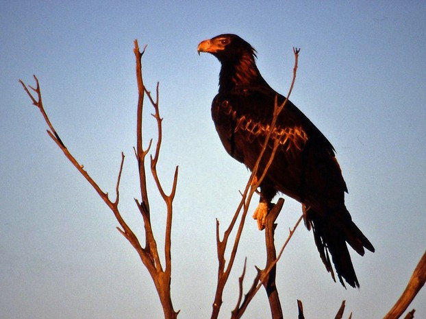 Wedge Tailed Eagle (Aquila audax), Australia's largest bird of prey