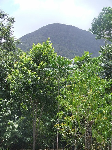 view of Mount Sorrow, Cape Tribulation, northern Queensland