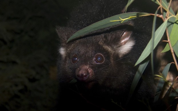 Dark morph: "The head of a greater glider, Petauroides volans, at night."
