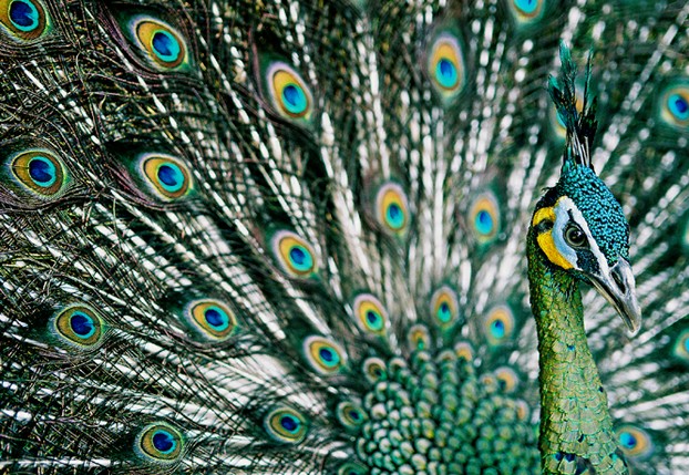 Picture Of Green Peacock