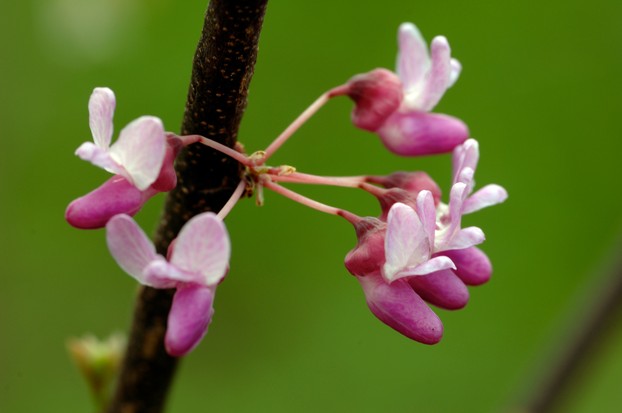 "A close view of the pink flowers on an eastern redbud tree."