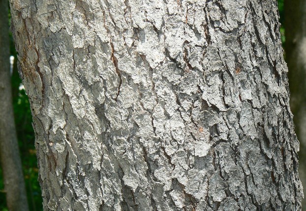 Black Cherry (Prunus serotina) bark detail