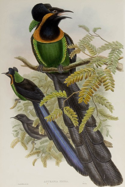 John Gould, The Birds of New Guinea and the Adjacent Papuan Islands, Vol. I.