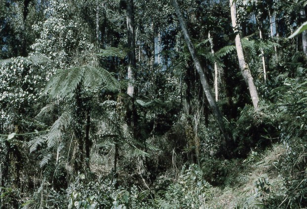 dense forest on mountain spurs: Owen Stanley Range, Bulldog Track, Papua New Guinea