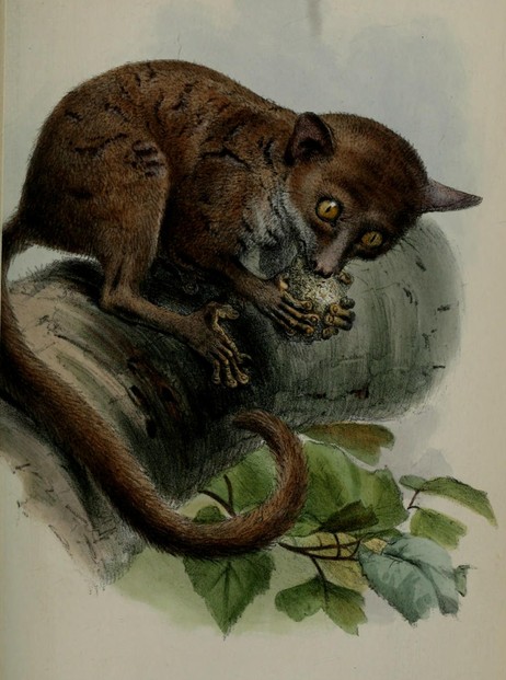 Proceedings of the Scientific Meetings of the Zoological Society of London for the Year 1863 (Nov. 10), Plate XXXV, opp. p. 380