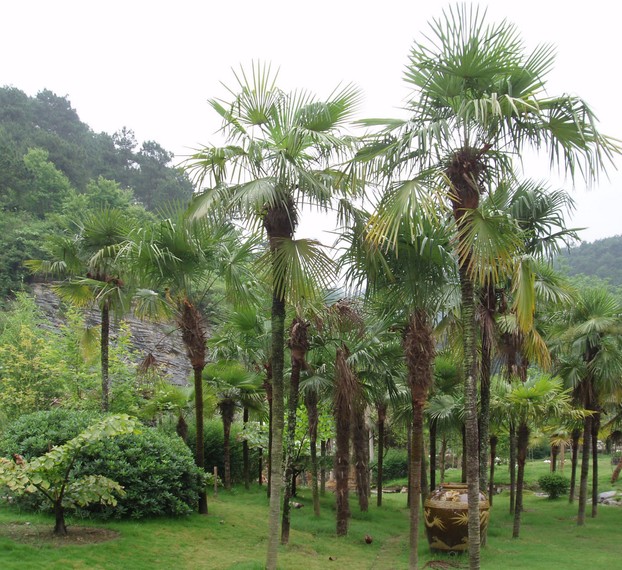 Chusan palm (Trachycarpus fortunei), also known as windmill palm or Chinese windmill palm