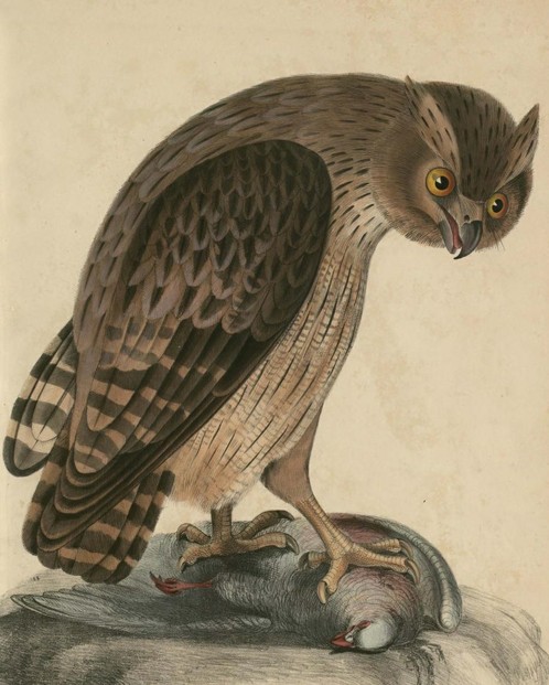 John Edward Gray, Illustrations of Indian Zoology (1833 - 1834), Vol. II