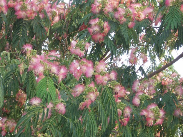 Pink silky threads of Silk Tree's flowers contrast attractively with the tree's large, frond-like green leaves.