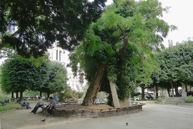 France's oldest black locust tree, sited on southwest corner of Square René-Viviani on Left Bank (Rive Gauche) of Seine