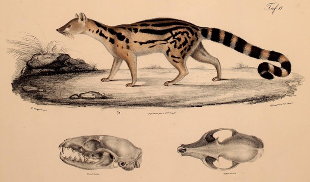 Eduard Rüppell, Neue Wirbelthiere zu der Fauna von Abyssinien gehörig (1835-1840), Taf. 11