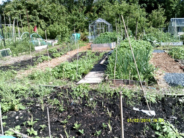The front of the allotment