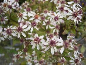 White Wood Aster, Licensed under CC BY 2.5.