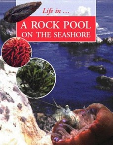 Life in a Rockpool on the Seashore