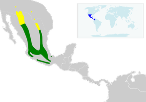Lampornis clemenciae map