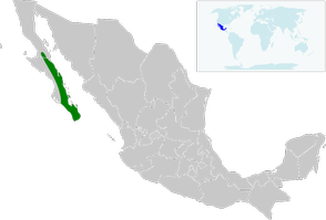 Basilinna xantusii map