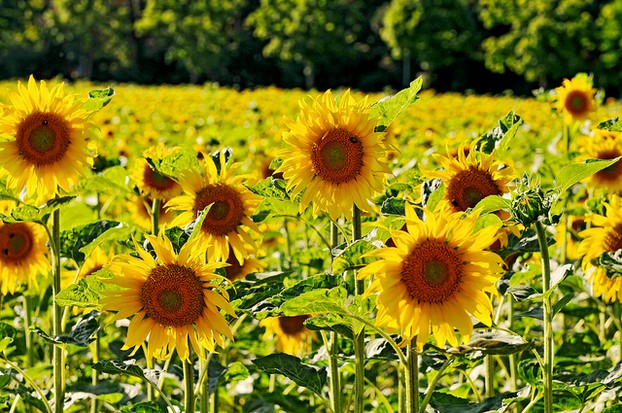 Sunflower Clocks Remind Us of Fields of Sunflowers