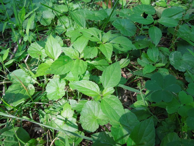 Acalypha growing in a lawn