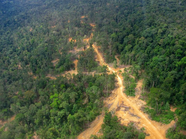 logging road and impacts in East Kalimantan: logged forest on the left, virgin/primary forest on the right