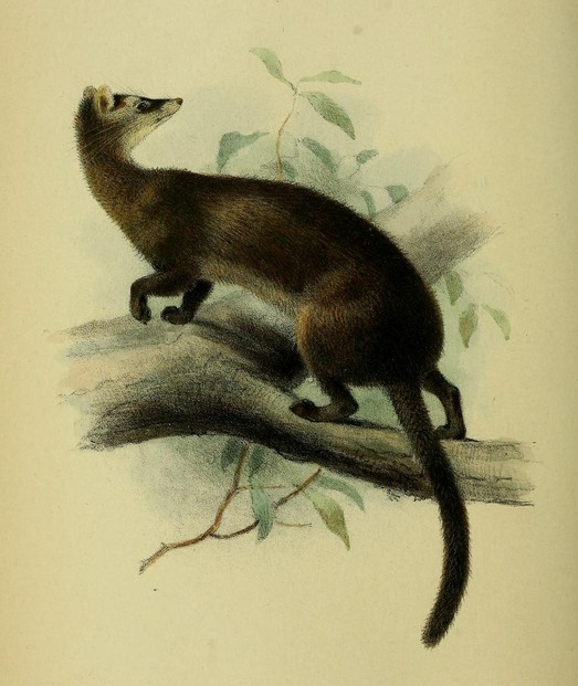 Proceedings of the General Meetings of the Zoological Society of London (March 15, 1892, Plate XVIII, between pp. 220-221