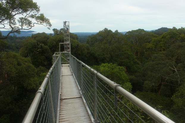 canopy walk,  Ulu Temburong National Park, Batu Apoi Forest Reserve, northern Borneo, Brunei