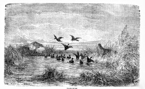 Tolling ducks in the 1880s