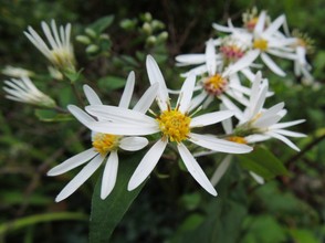 White Wood Aster in Bloom in Shade