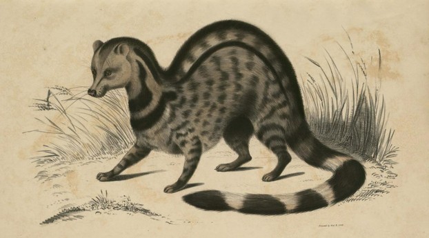 John Edward Gray, Illustrations of Indian Zoology, Vol. II (1833-1834), Plate 5