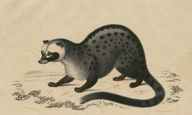 John Edward Gray, Illustrations of Indian Zoology, Vol. II (1833-1834), Plate 8