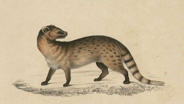 John Edward Gray, Illustrations of Indian Zoology, Vol. II (1833-1834), Plate 6