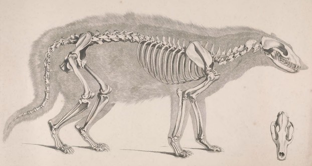 C.H. Pander and E. d'Alton, Die skelete der raubthiere abgebildet und verlichen von Dr. E. D'Alton, Plate IV