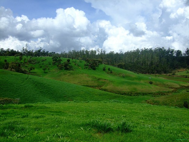 Ambewela Farms, Nuwara Eliya District, Central Province, Sri Lanka
