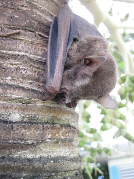 Jamaican Fruit Bat roosting low on a palm tree