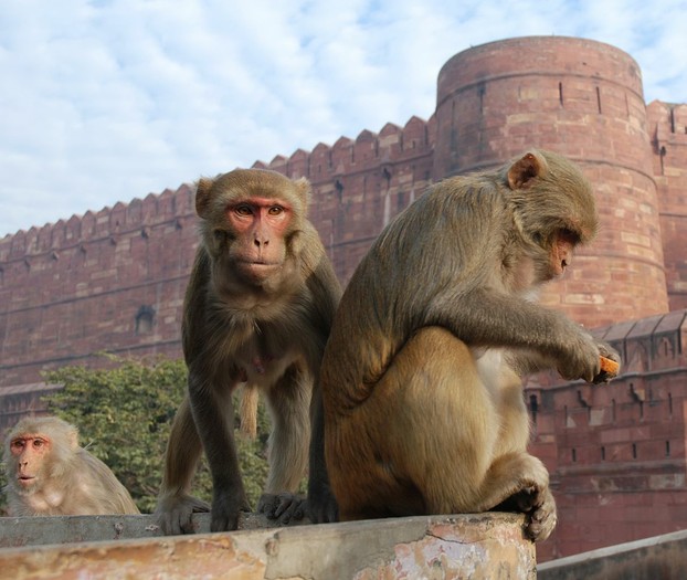 The Red Fort of Agra, Uttar Pradesh, north central India