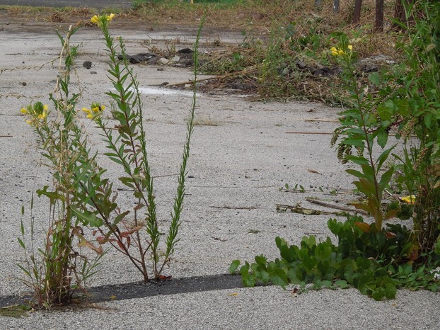 Evening Primrose Growing in a Crack in the Pavement