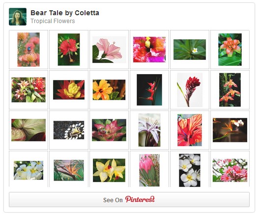 Follow Tropical Flowers on Pinterest