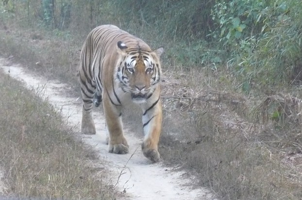 Lal Aankh Tiger